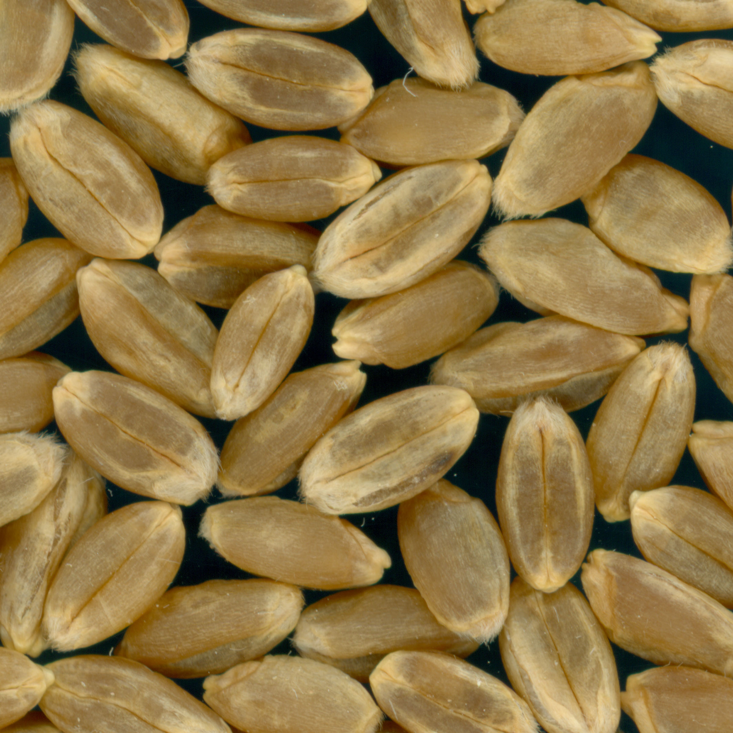 KERNELS